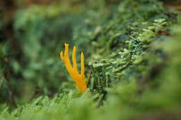 Imagem de Calocera viscosa (Pers.) Fr. 1821