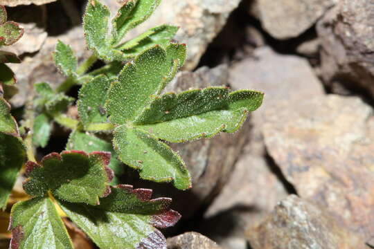 Image of Sticky Woodbeauty