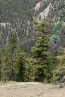 Image of Douglas Fir