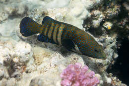 Image of Argus Grouper