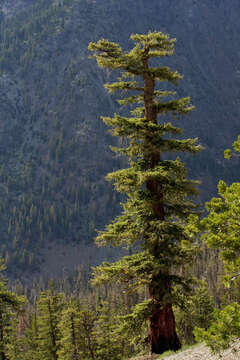 Image of Douglas Fir