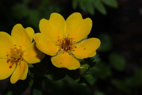 صورة Ranunculus eschscholtzii Schltdl.