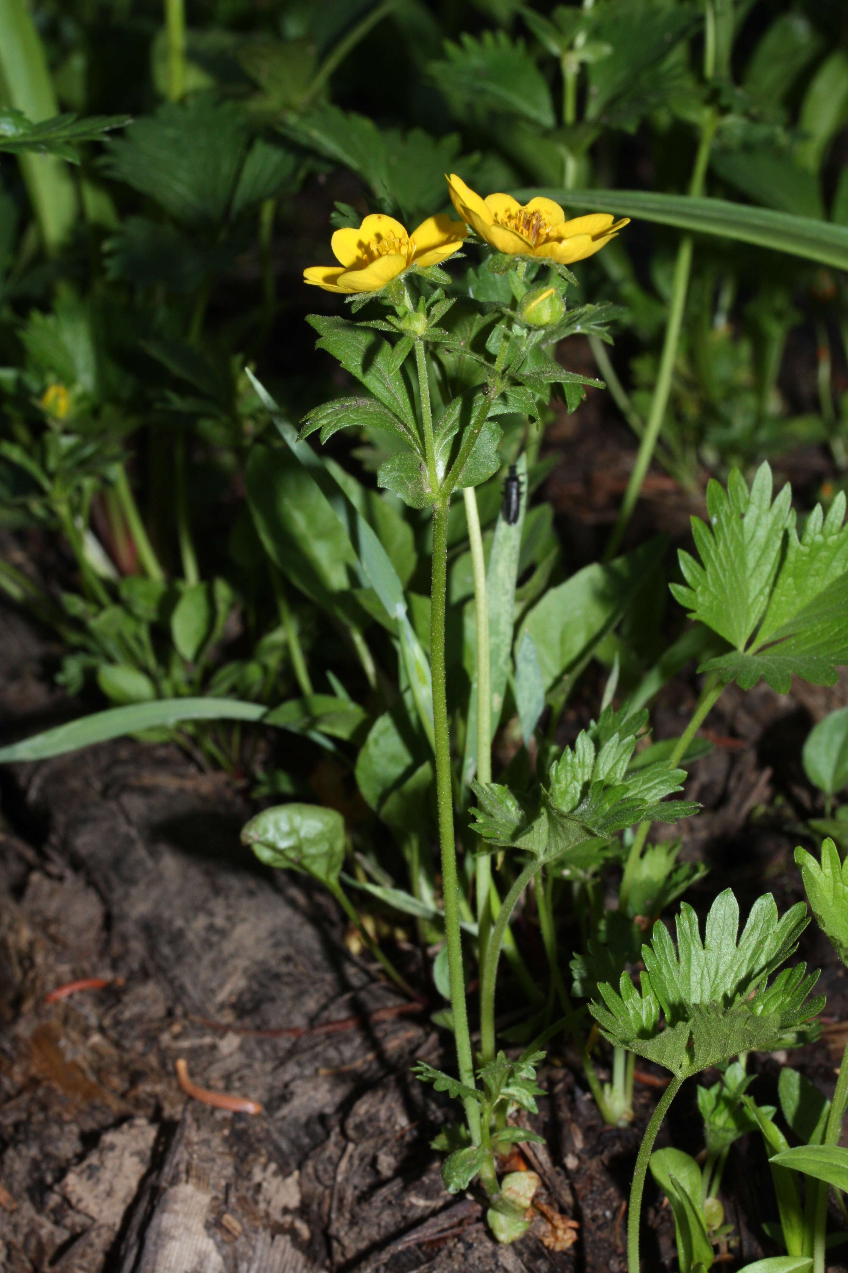 صورة Ranunculus eschscholtzii Schltdl.