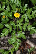 Image de Ranunculus eschscholtzii Schltdl.