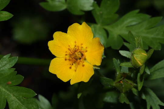 Image de Ranunculus eschscholtzii Schltdl.