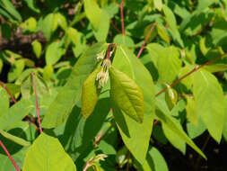 Image of flytrap dogbane