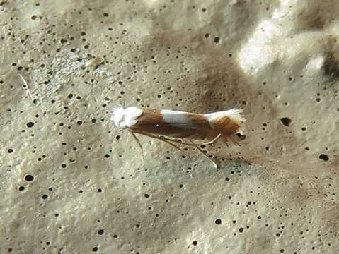 Phyllonorycter fitchella (Clemens 1860)的圖片