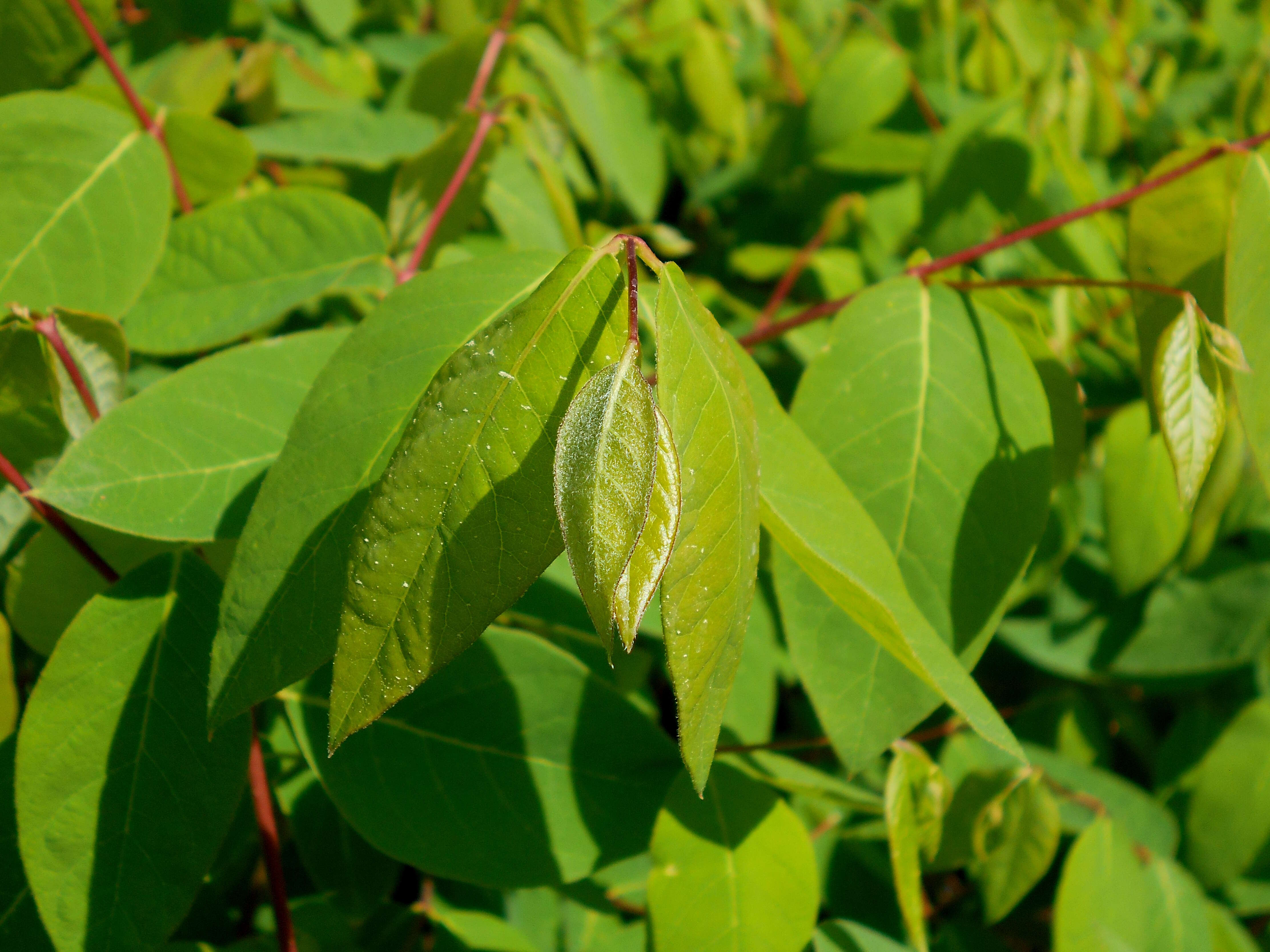 Image of flytrap dogbane