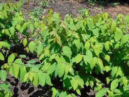 Image of flytrap dogbane