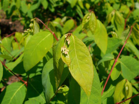 Image of flytrap dogbane