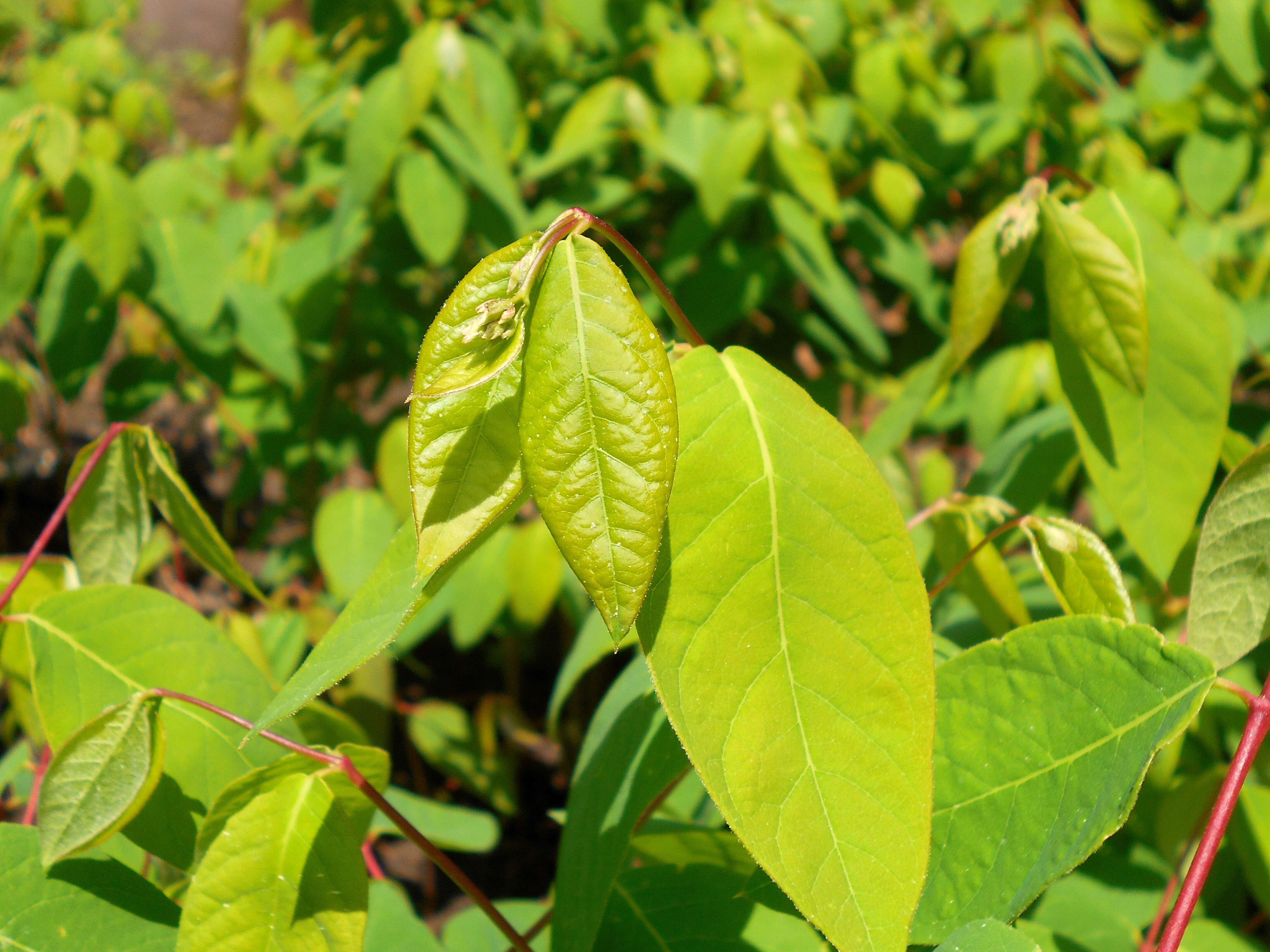 Image of flytrap dogbane