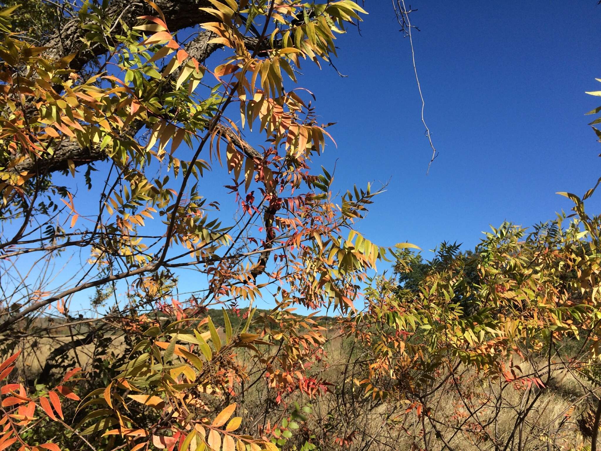 Image of prairie sumac