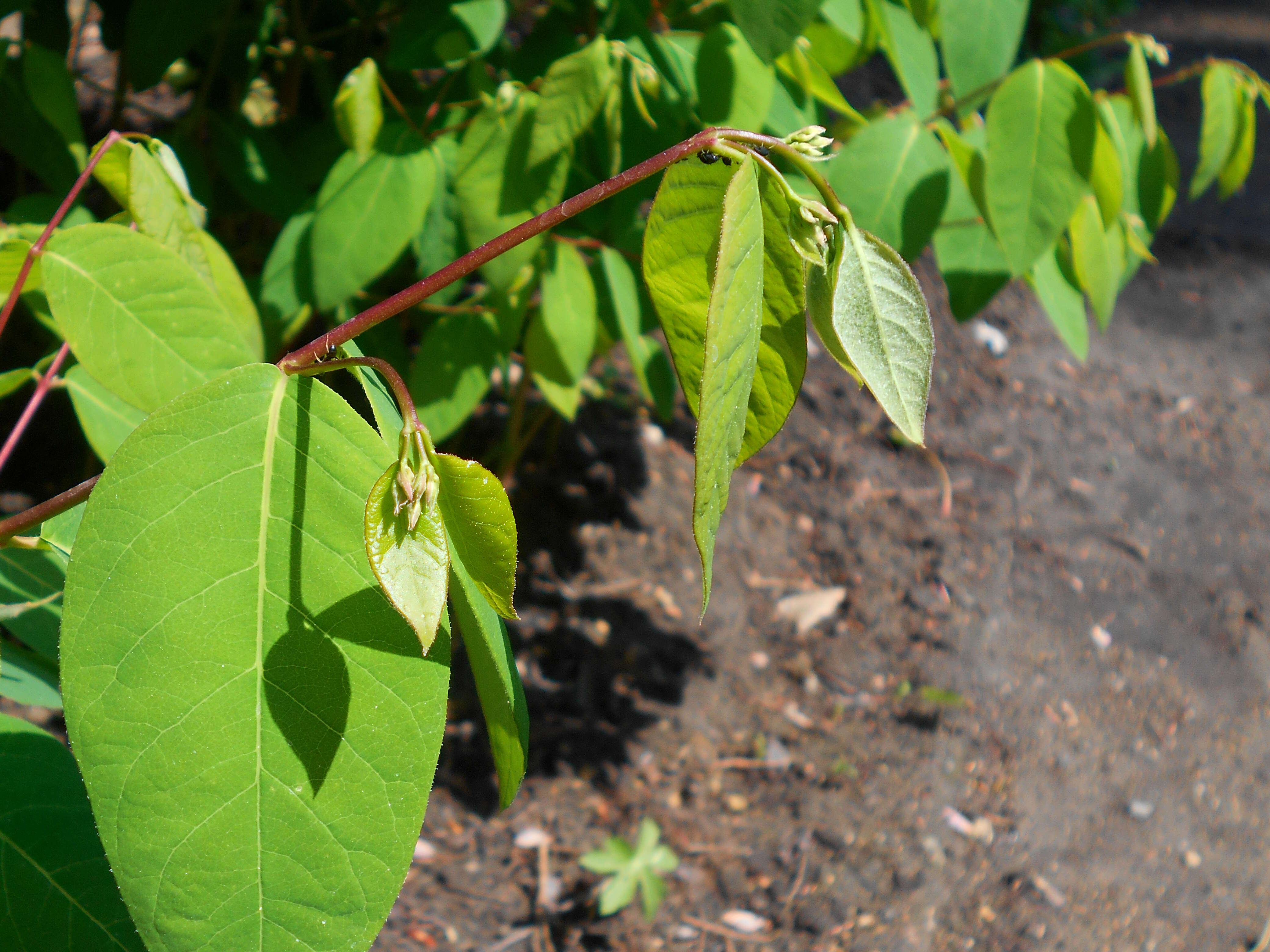 Image of flytrap dogbane