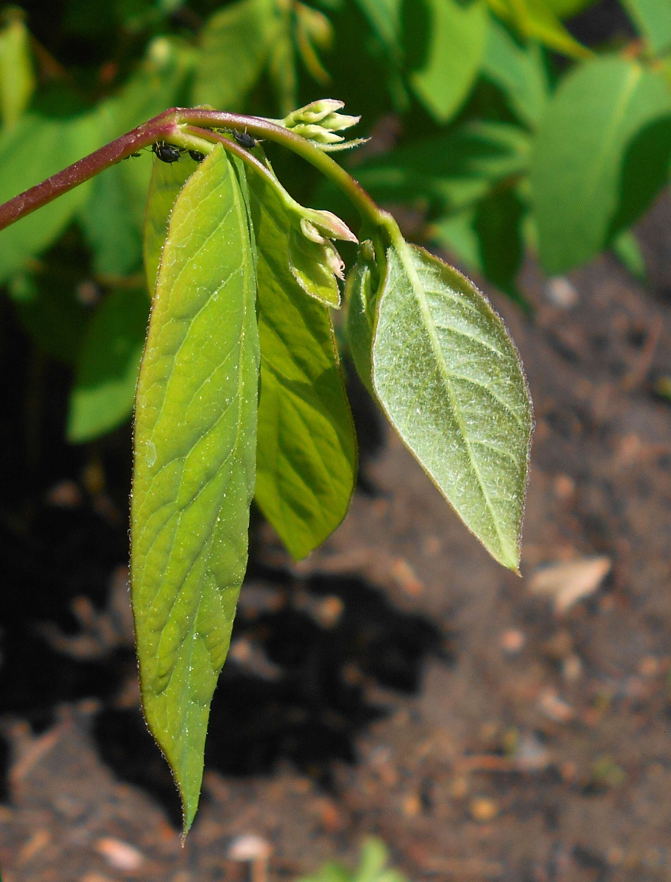 Image of flytrap dogbane