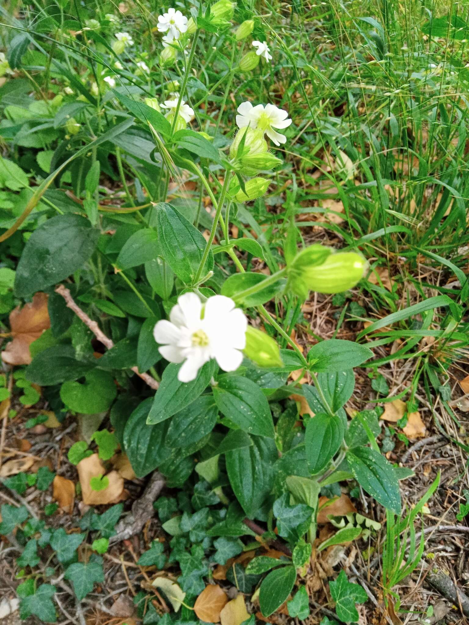 Imagem de Silene latifolia subsp. latifolia