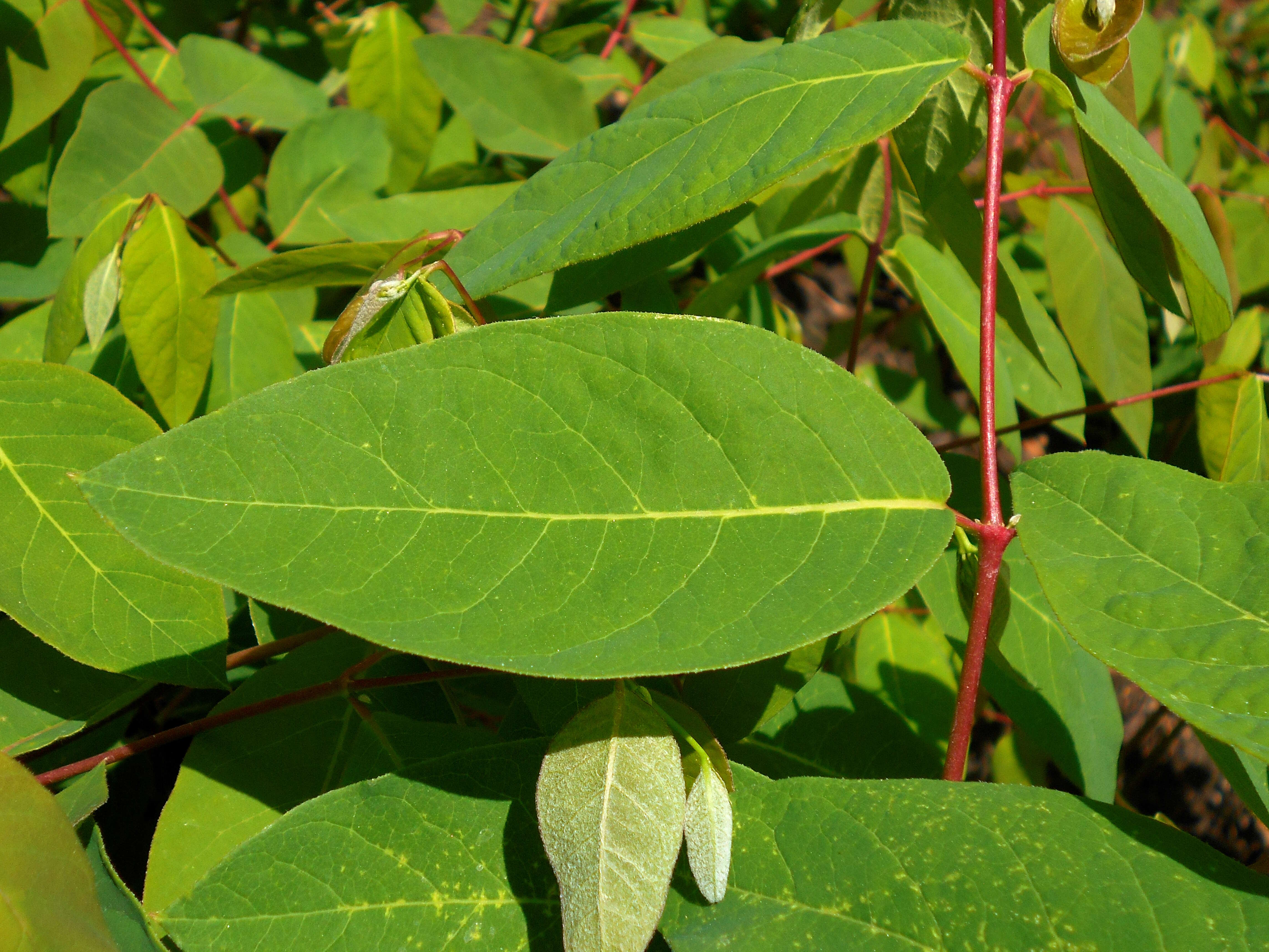 Image of flytrap dogbane