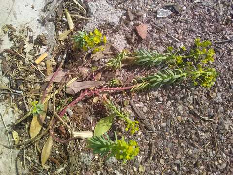 Image of Euphorbia segetalis var. segetalis