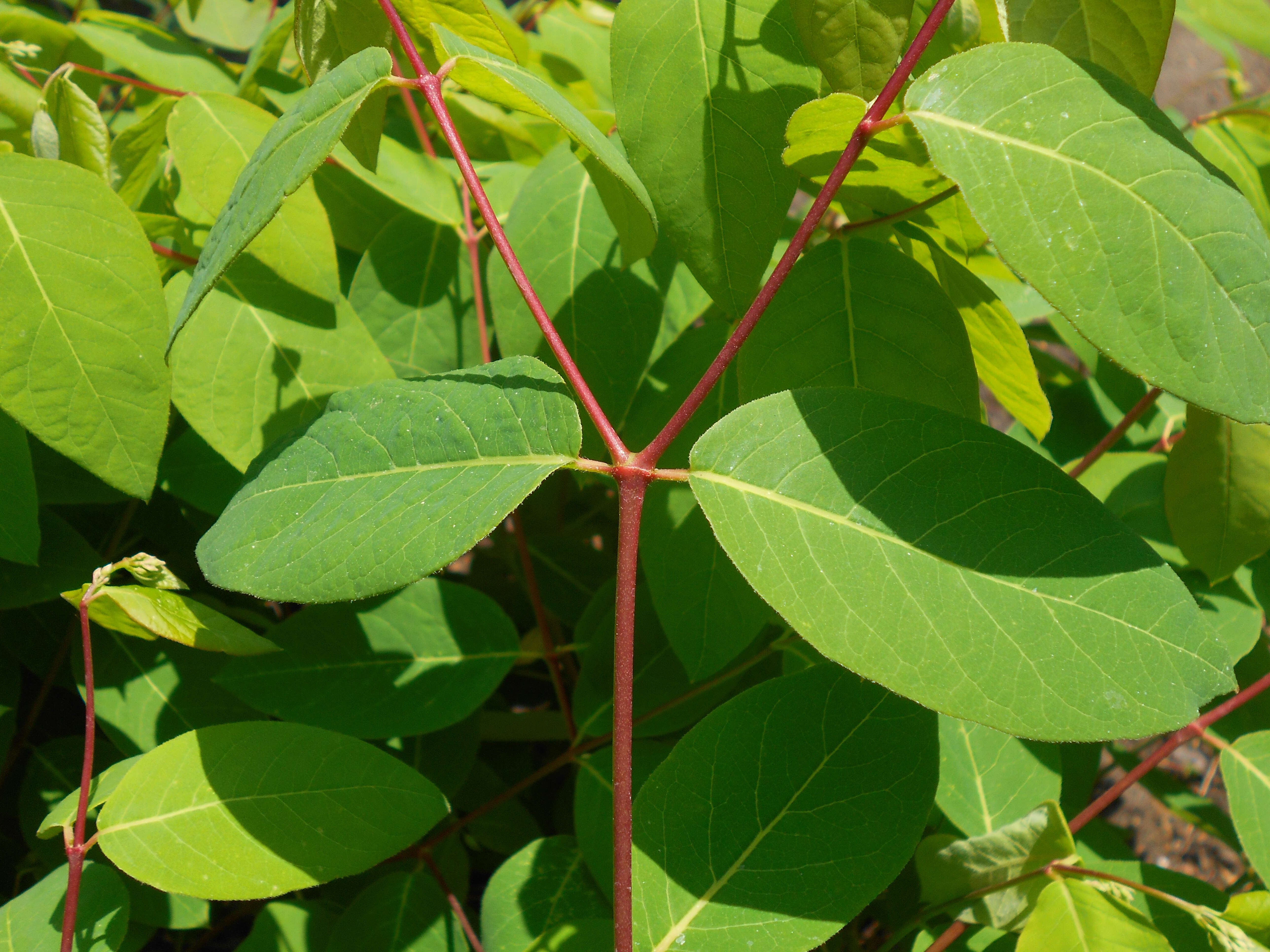 Image of flytrap dogbane