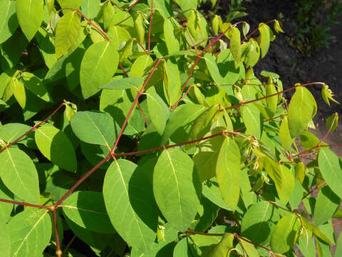 Image of flytrap dogbane