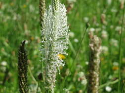 Image de Plantain bâtard