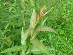 Image of Almond-leaved Willow