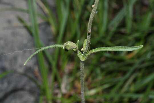 صورة Silene parryi (S. Wats.) C. L. Hitchcock & Maguire