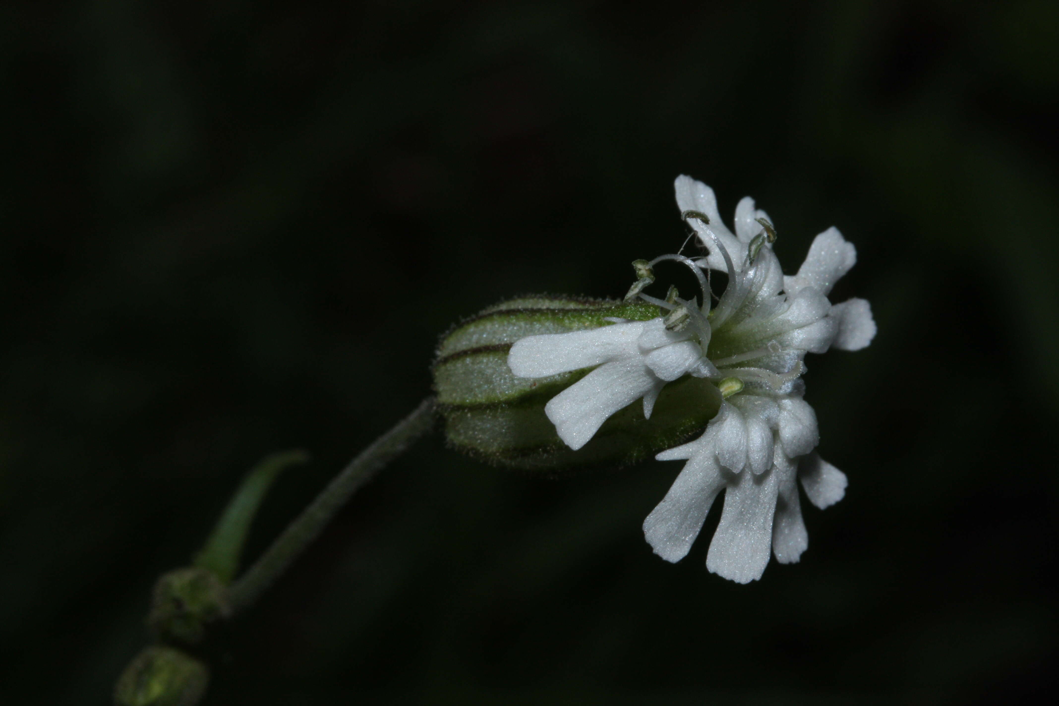 صورة Silene parryi (S. Wats.) C. L. Hitchcock & Maguire