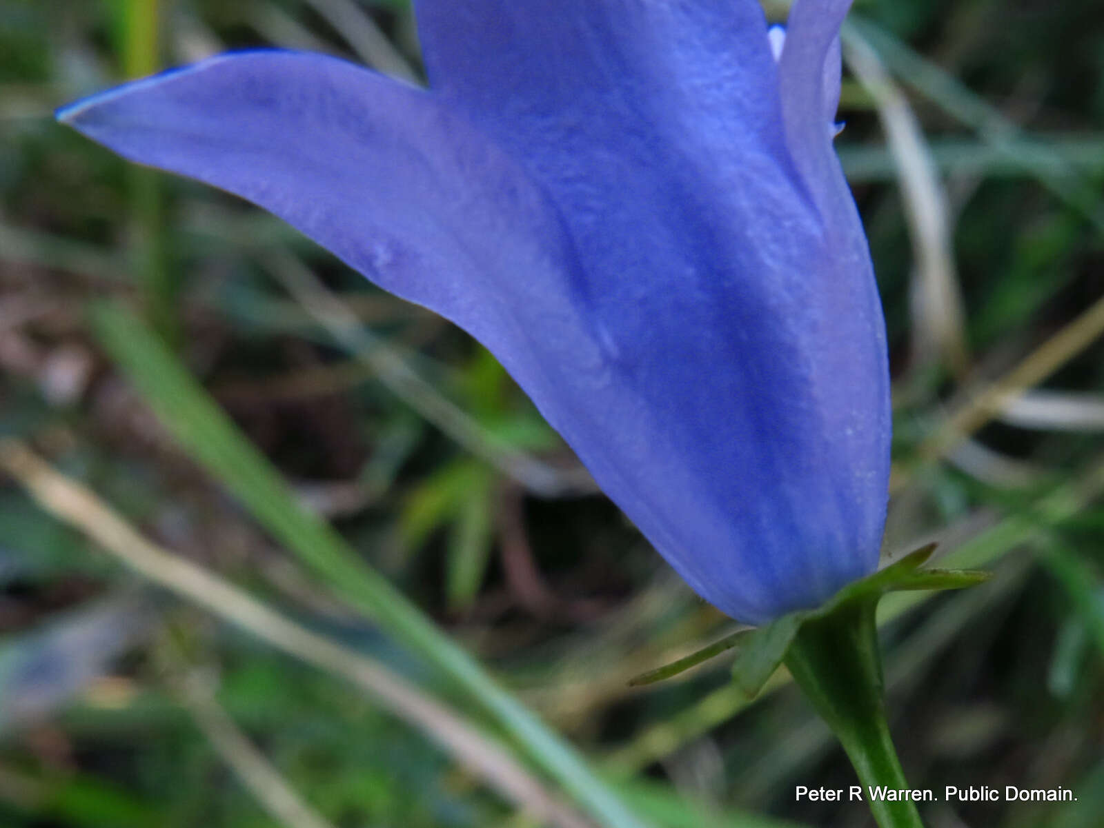 Image of Wahlenbergia krebsii subsp. krebsii