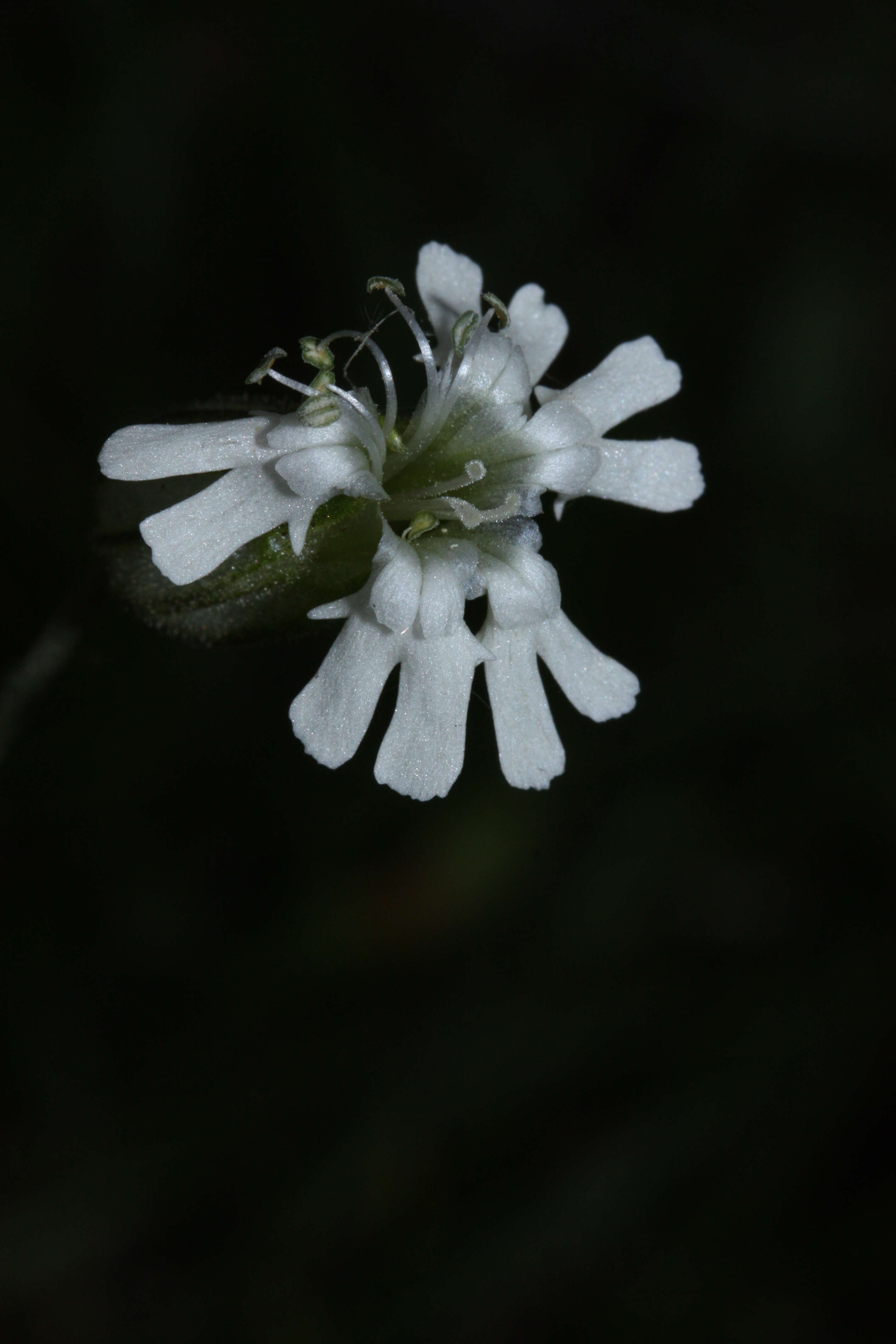 صورة Silene parryi (S. Wats.) C. L. Hitchcock & Maguire