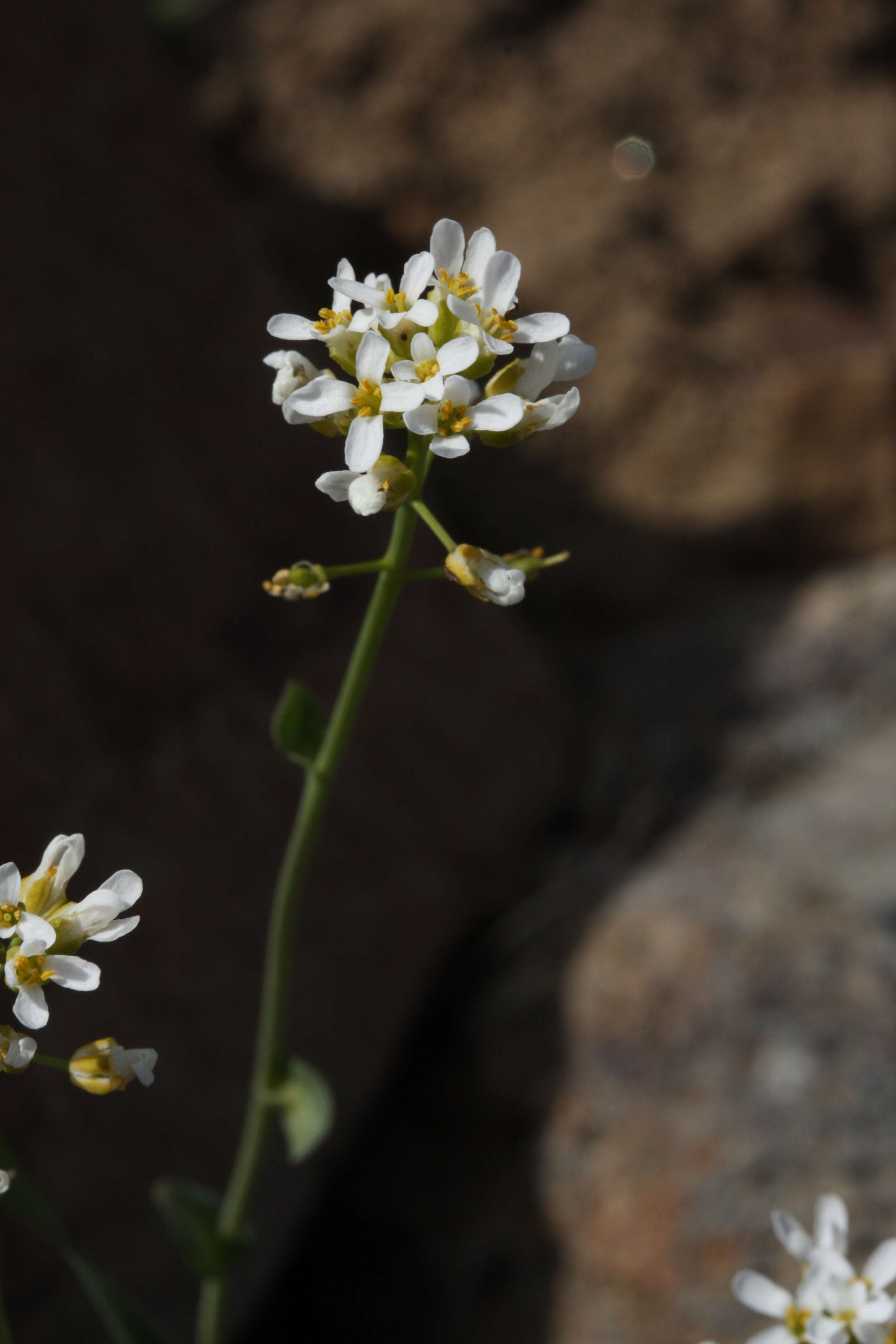 Imagem de Noccaea fendleri subsp. glauca (A. Nelson) Al-Shehbaz & M. Koch