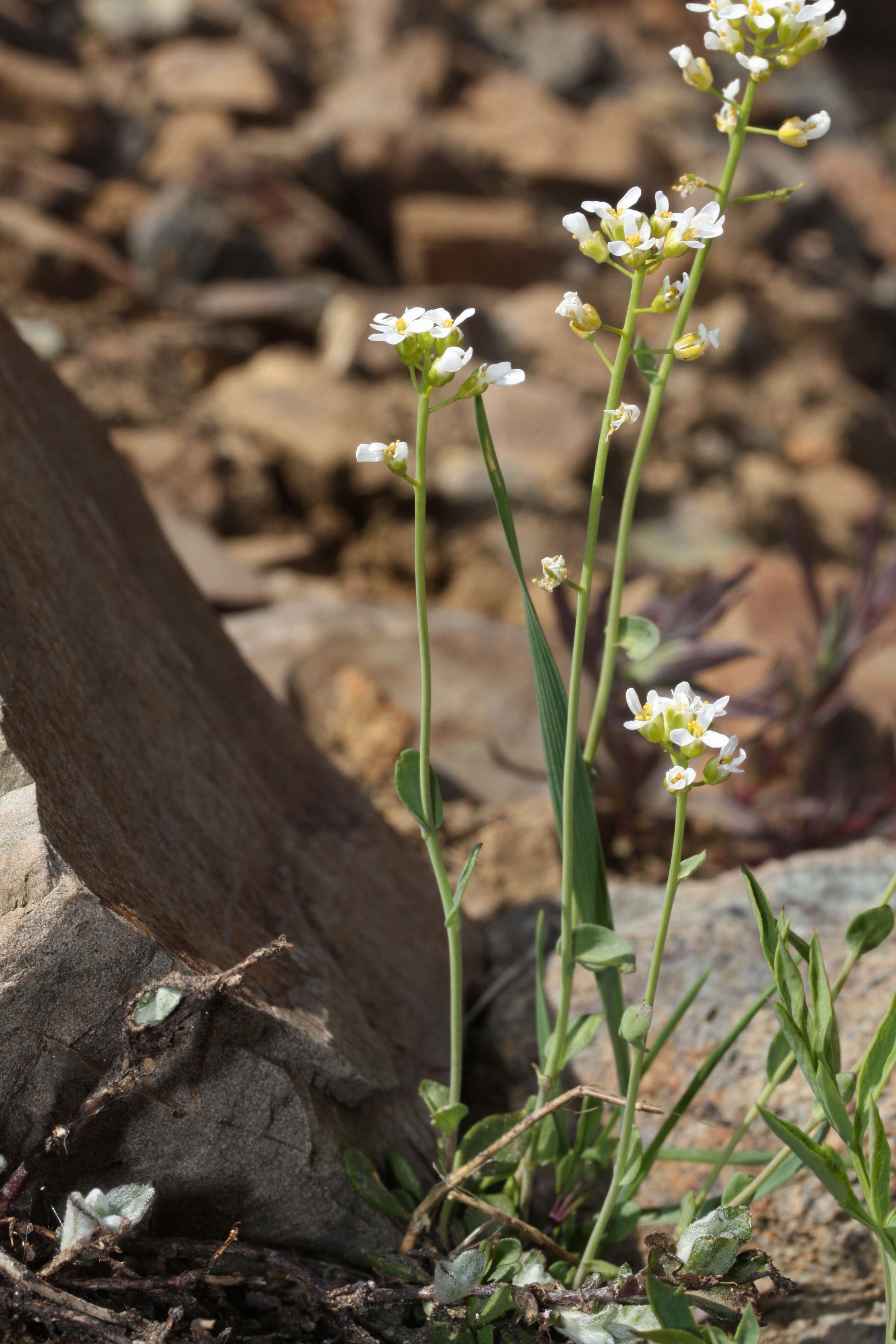 Imagem de Noccaea fendleri subsp. glauca (A. Nelson) Al-Shehbaz & M. Koch