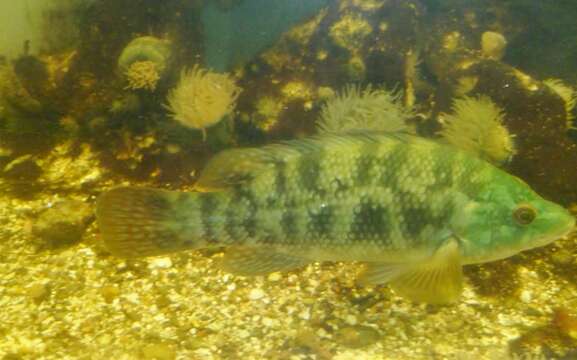 Image of Corkwing Wrasse