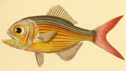 Image of Kingfish