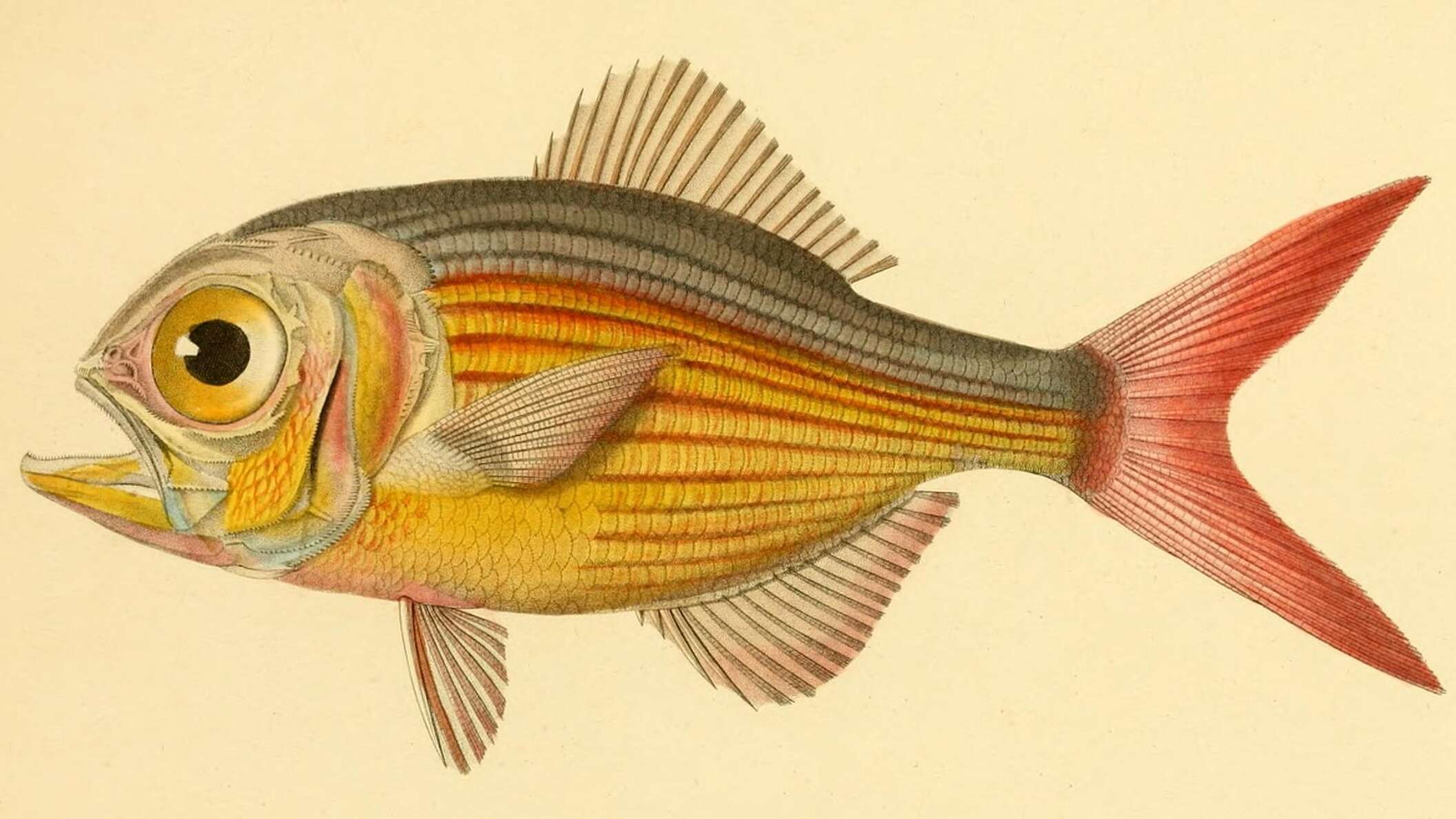 Image of Kingfish