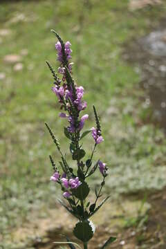 Physostegia correllii (Lundell) Shinners的圖片