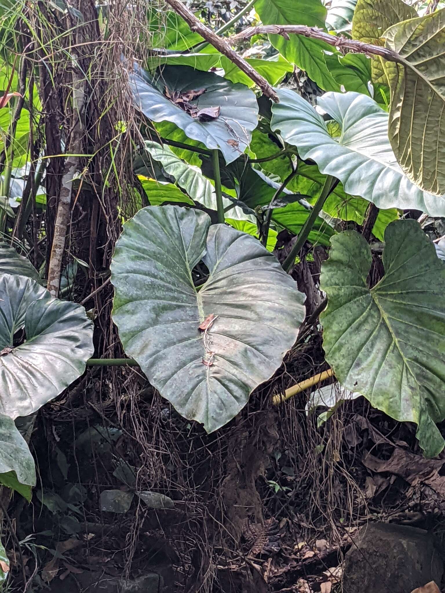 Image of giant philodendron