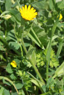 Image of field marigold