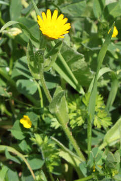 Image of field marigold