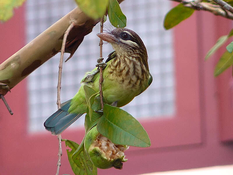 Image of Asian barbets