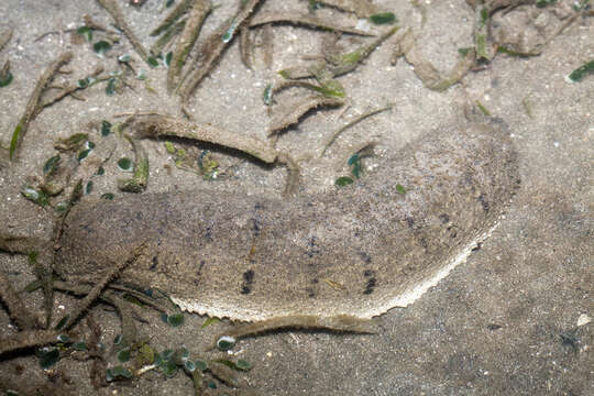 Image of Holothuria subgen. Metriatyla Rowe 1969