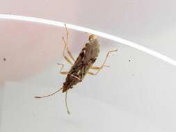 Image of sycamore seed bug