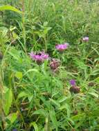 Centaurea phrygia L. resmi