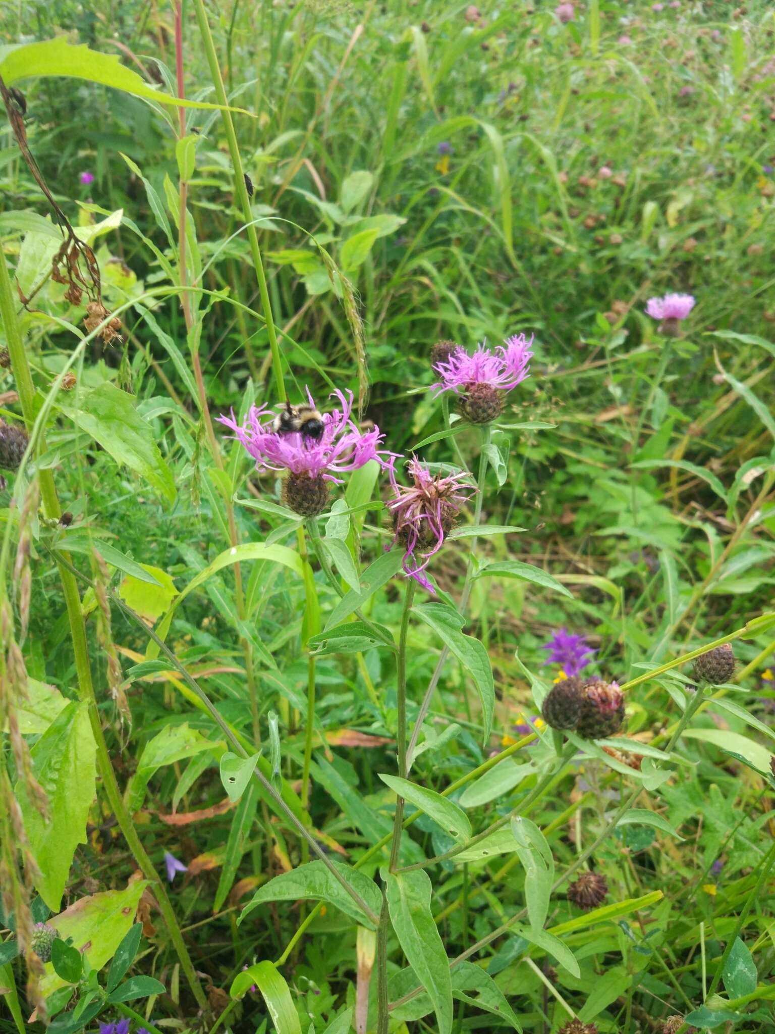 Centaurea phrygia L. resmi