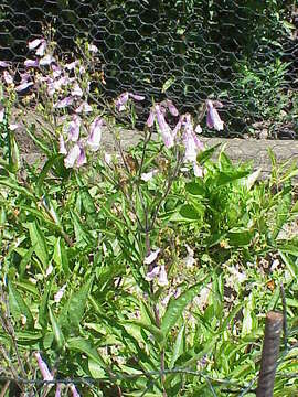 Image of hairy beardtongue