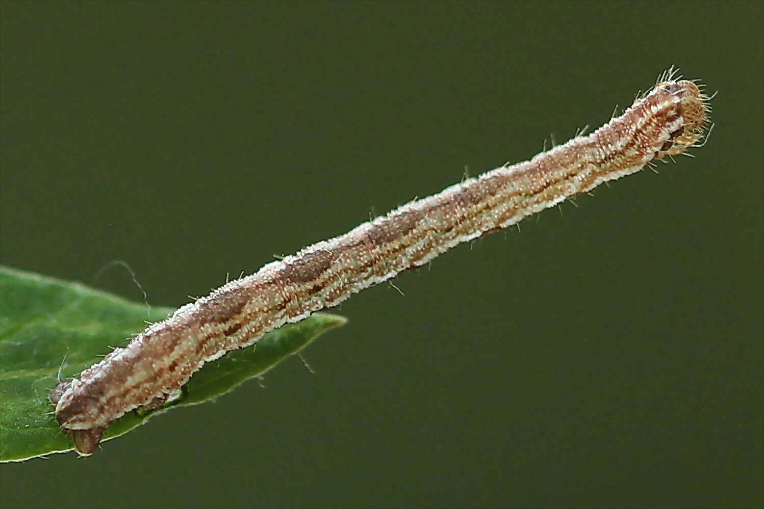 Image of tawny speckled pug