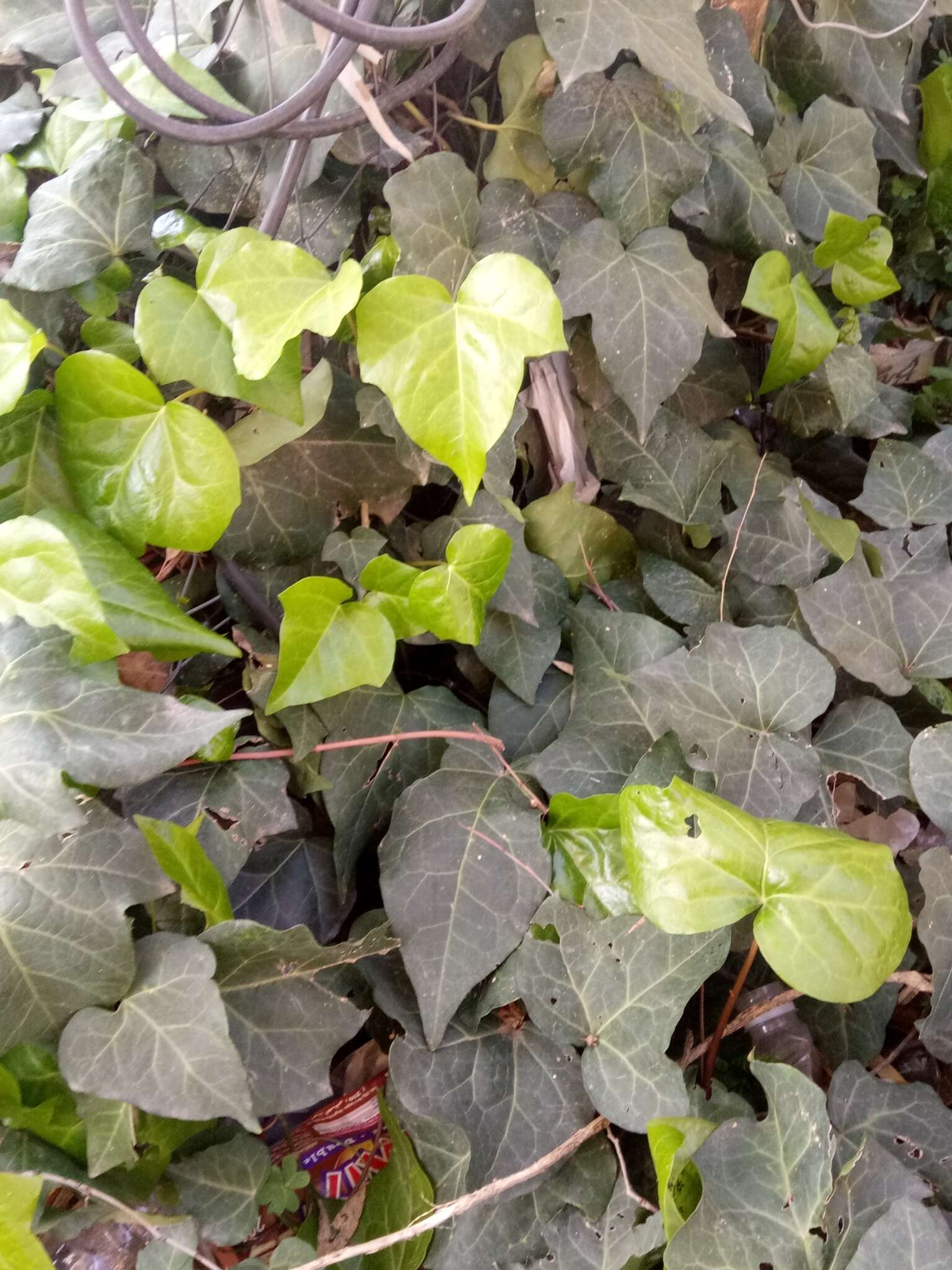 Image of Algerian Ivy