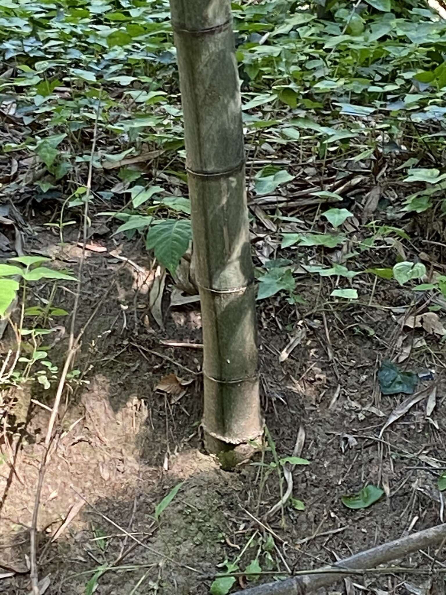 Plancia ëd Phyllostachys reticulata (Rupr.) K. Koch