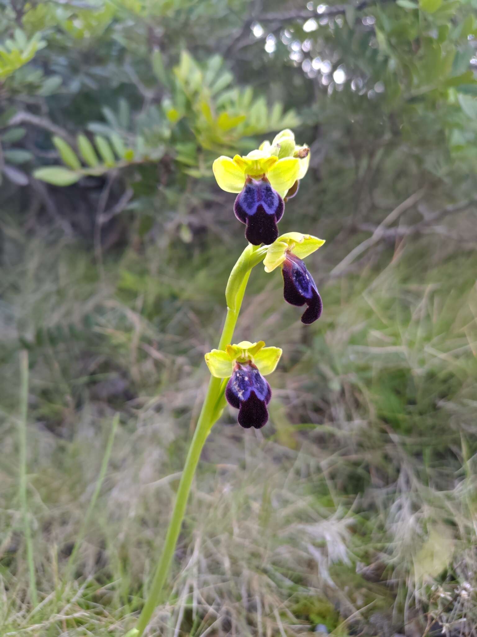 Ophrys fusca subsp. iricolor (Desf.) K. Richt.的圖片