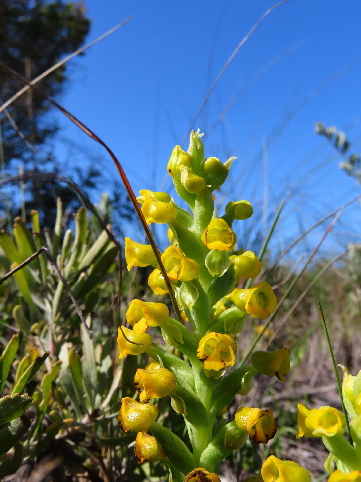 Image of Corycium crispum (Thunb.) Sw.