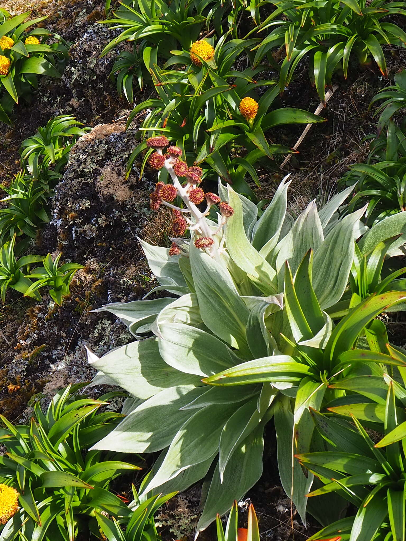 Image of Pleurophyllum hookeri J. Buch.